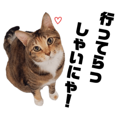 [LINEスタンプ] DearCat2024