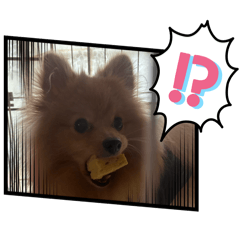 [LINEスタンプ] コロチ♥️の画像（メイン）