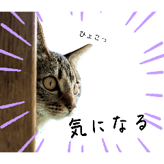 [LINEスタンプ] まめ＆おから