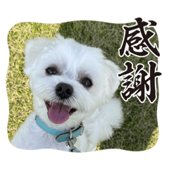 [LINEスタンプ] coron season9 感謝編