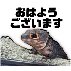 [LINEスタンプ] アカメカブトトカゲのダックスくん