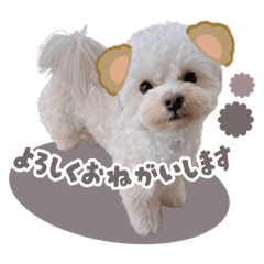[LINEスタンプ] まるくま日常スタンプ