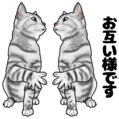 [LINEスタンプ] 平凡な猫の毎日