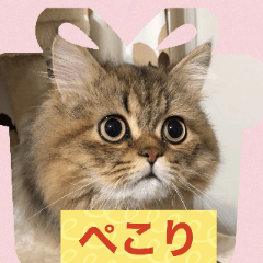 [LINEスタンプ] ミヌエット猫らんまる年賀