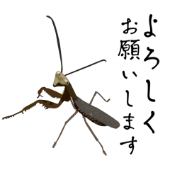 [LINEスタンプ] 【褐色】ハラビロカマキリスタンプ