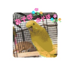 [LINEスタンプ] 可愛い黄色のセキセイインコスタンプ