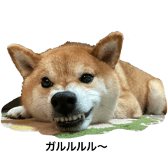 [LINEスタンプ] Shiba Uta3