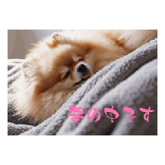 [LINEスタンプ] 動く犬のリアルスタンプの画像（メイン）