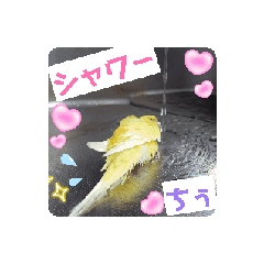 [LINEスタンプ] 黄色青色エメラルドグリーンセキセイインコ