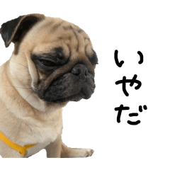 [LINEスタンプ] わがままぱぐ