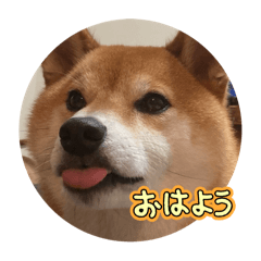 [LINEスタンプ] Shiba Uta2