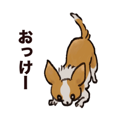 [LINEスタンプ] こまいチワワ（日常）