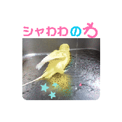 [LINEスタンプ] 黄色セキセイインコ水浴び美味しい遊ぼ完了